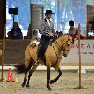 Horse rider in horse competition riding horse